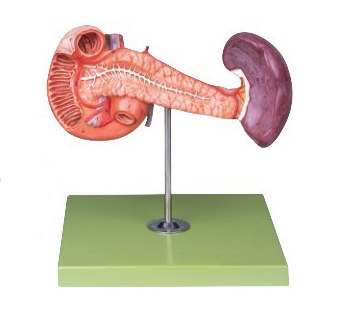 胰、十二指腸和脾模型