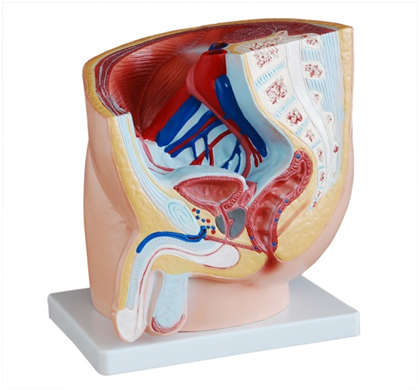 男性骨盆矢狀解剖模型（1件）