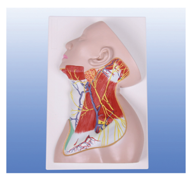 頸部淺層結(jié)構(gòu)解剖模型